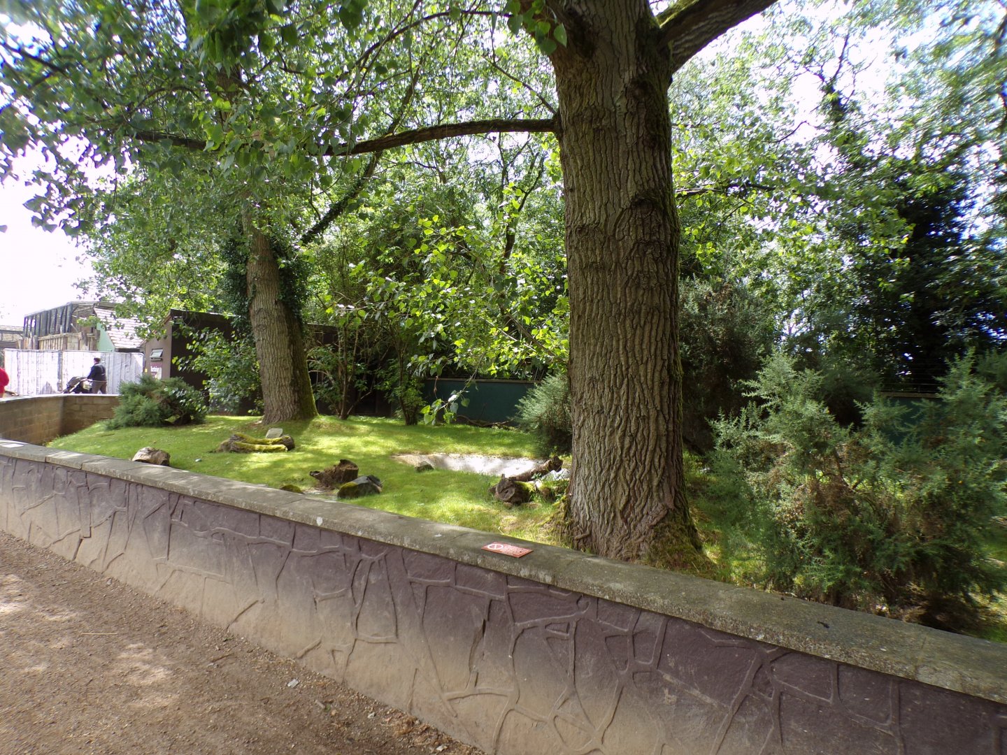 Sulcatta enclosure 7.7.24