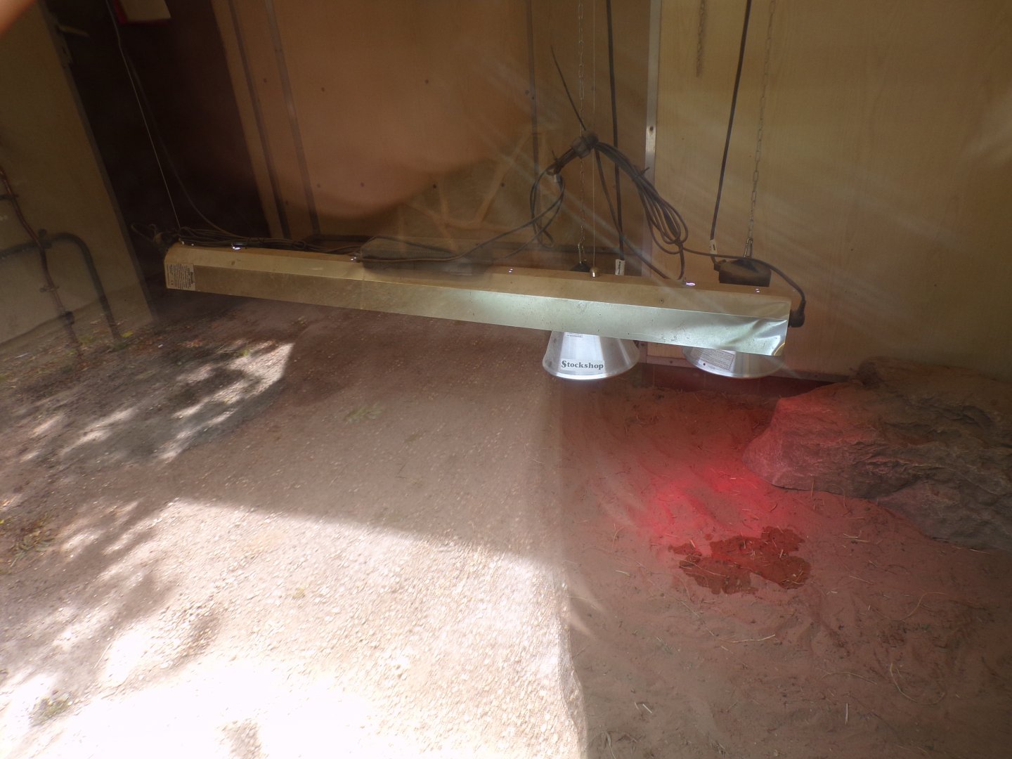 Sulcatta indoors 7.7.24