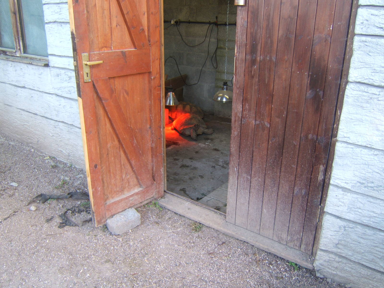 Sulcatta`s in a shed