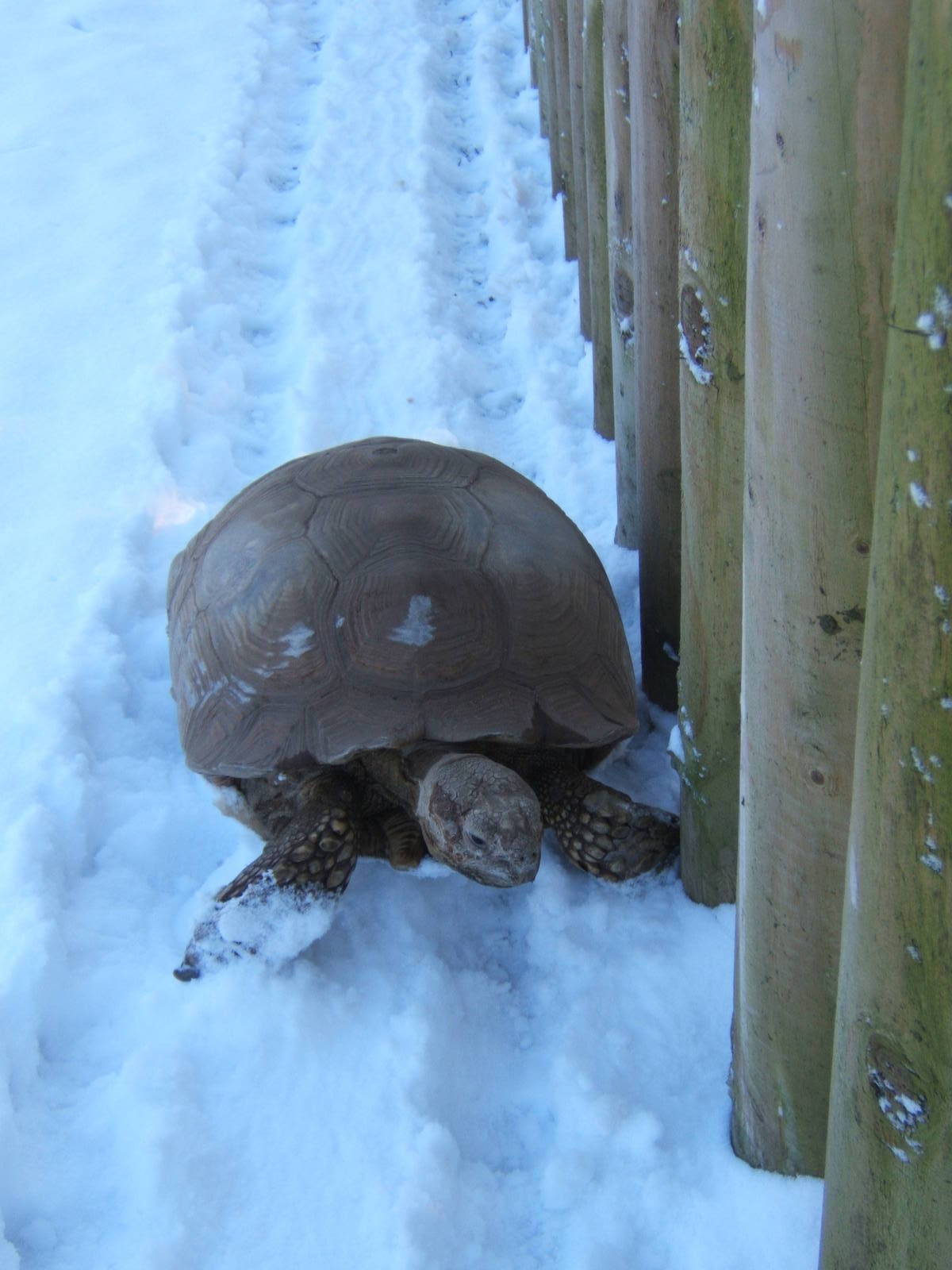 Sulcatta Tortoise having fun in the snow