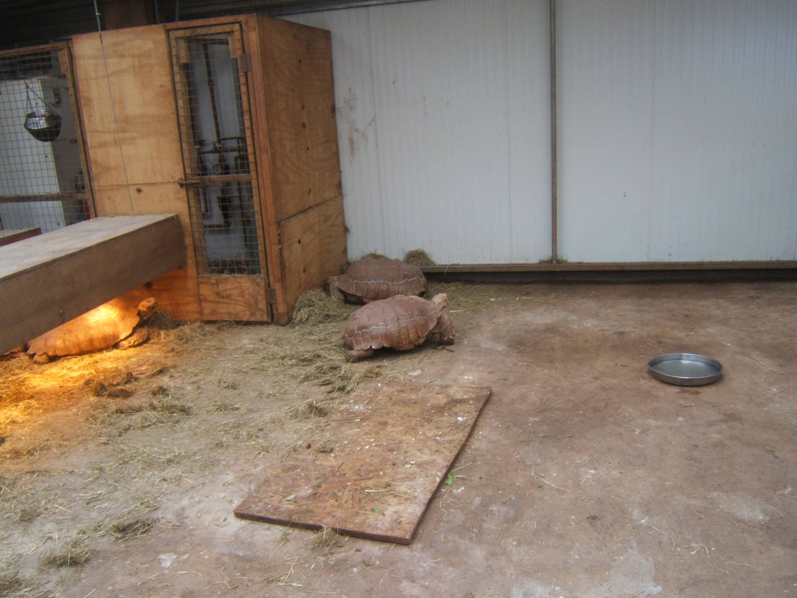 Sulcatta Tortoise in winter housing