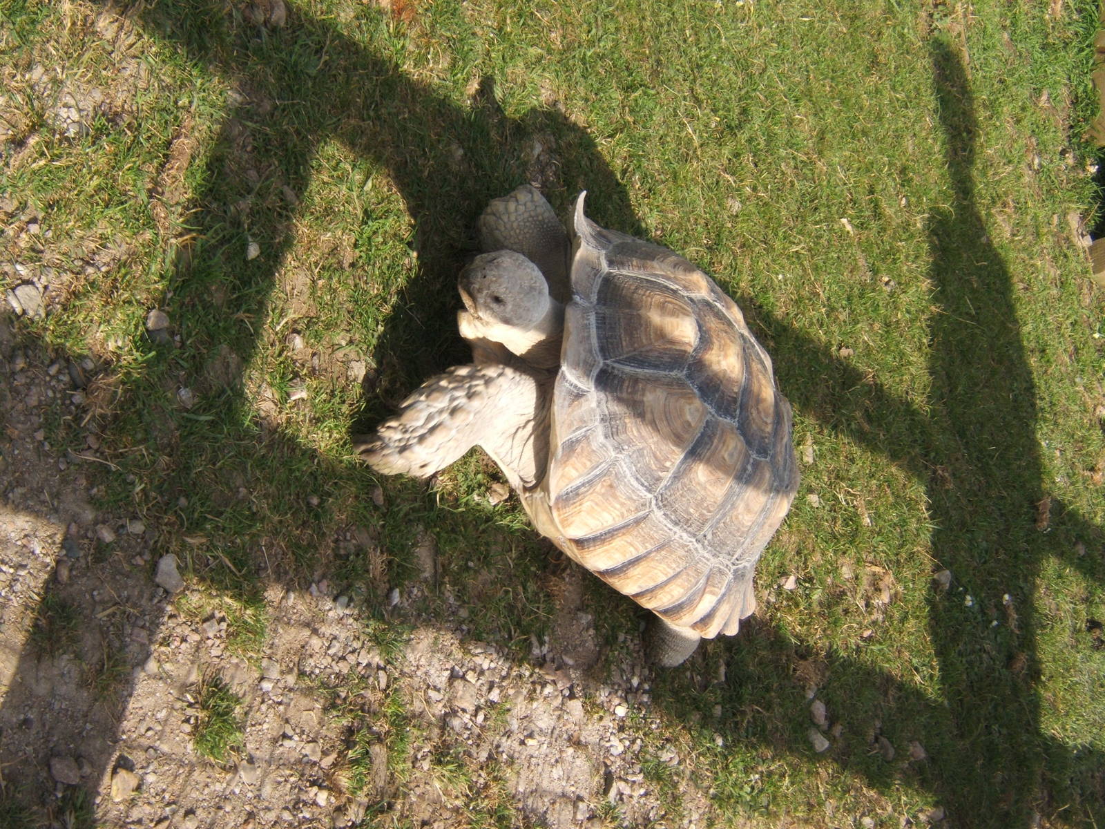 Sulcatta Tortoise