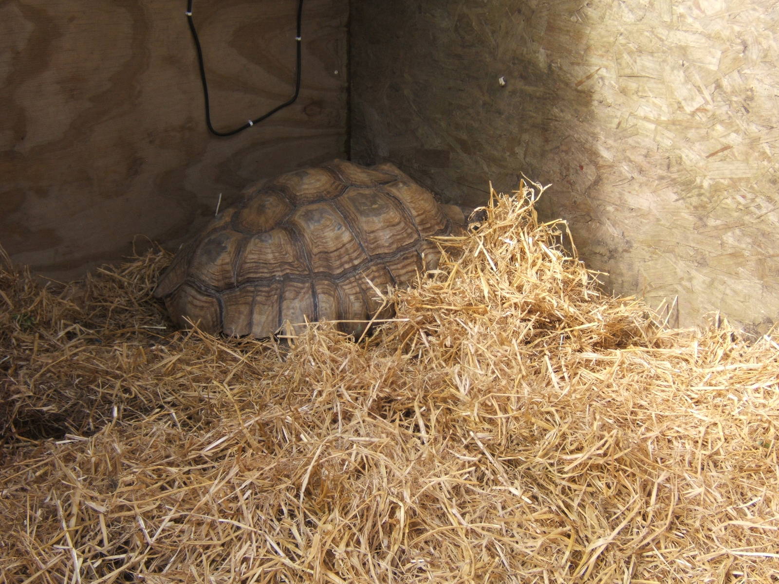 Sulcatta Tortoise