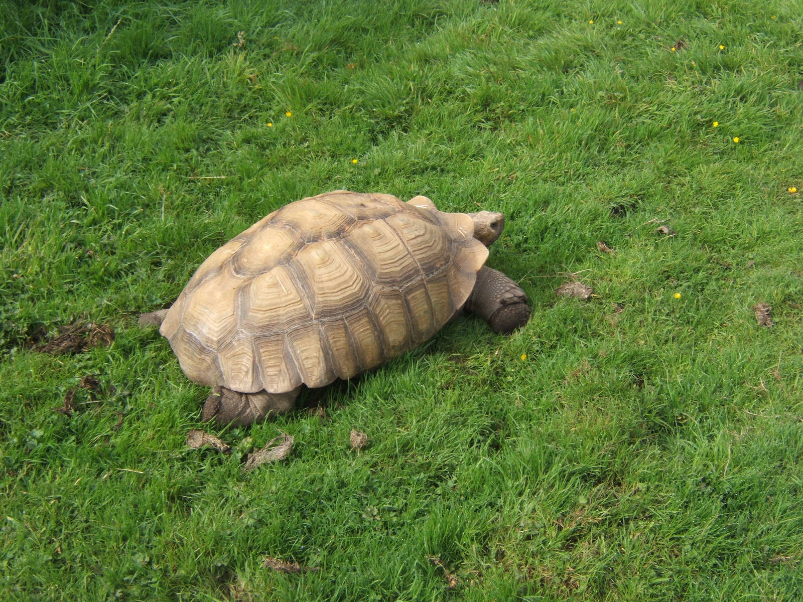 Sulcatta Tortoise