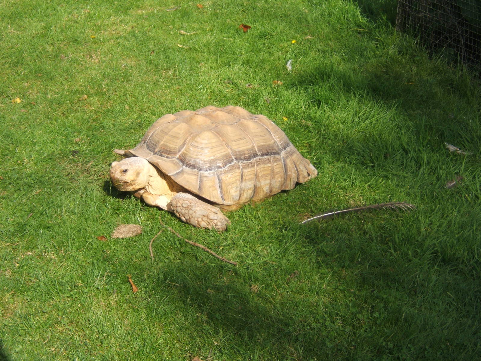 Sulcatta Tortoise