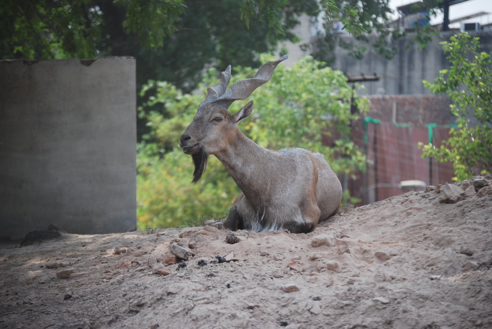 Suleiman markhor -  Lahore zoo 26/4/2025