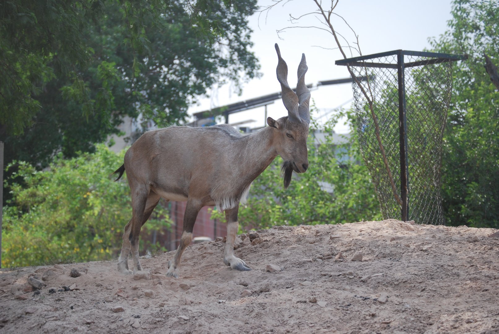 Suleiman markhor -  Lahore zoo 26/4/2025
