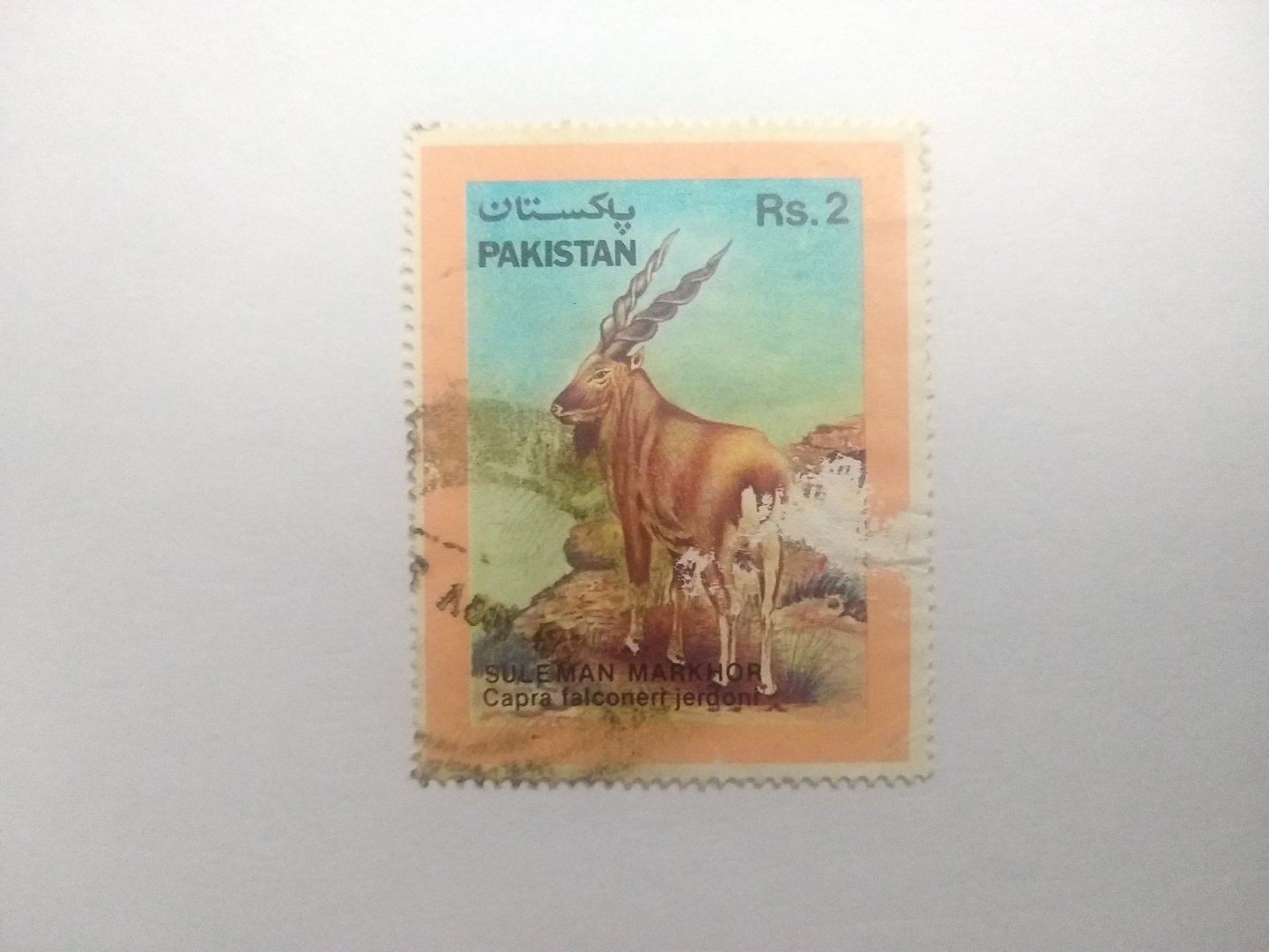 Suleman markhor - Postage stamp Pakistan