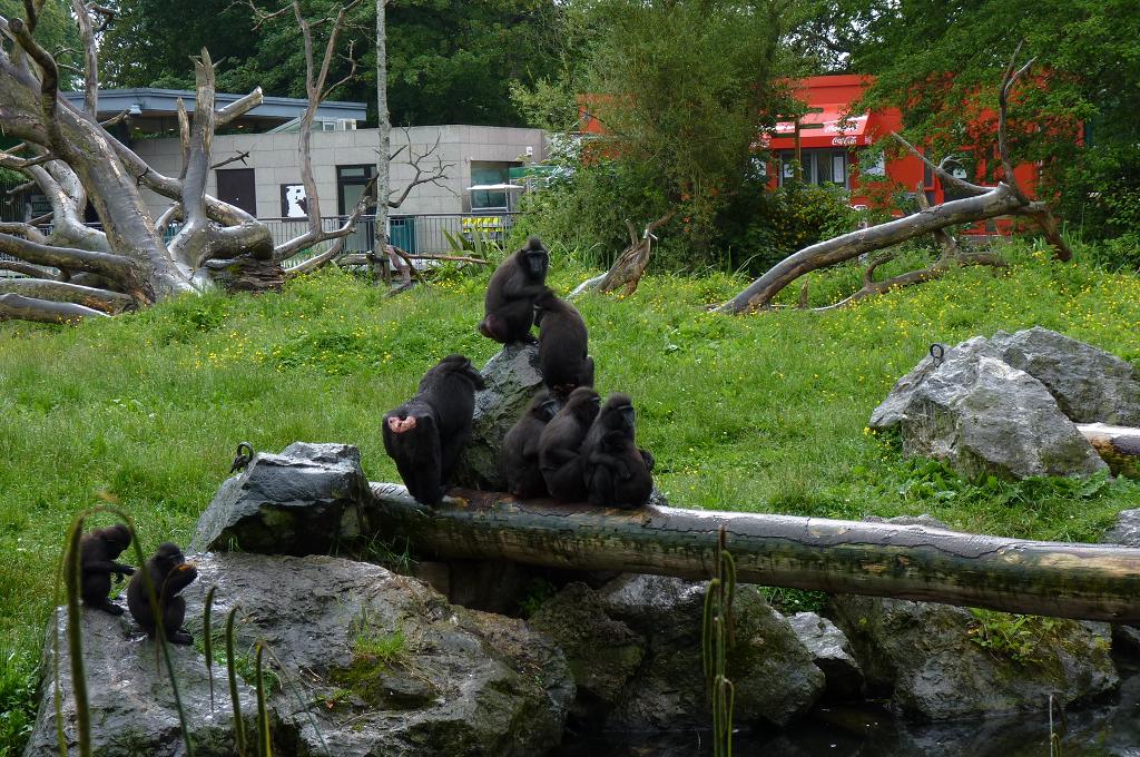 Sulewesi Crested Macaques