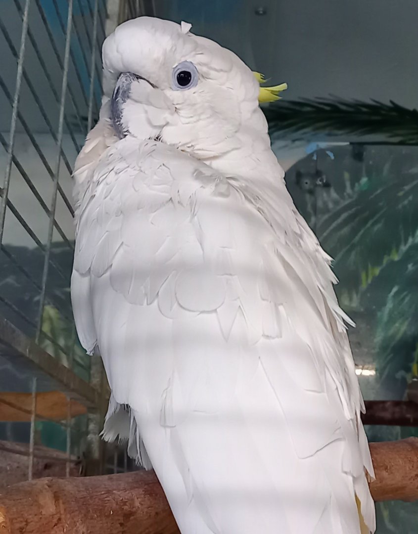 Sulfur-crested cocatoo