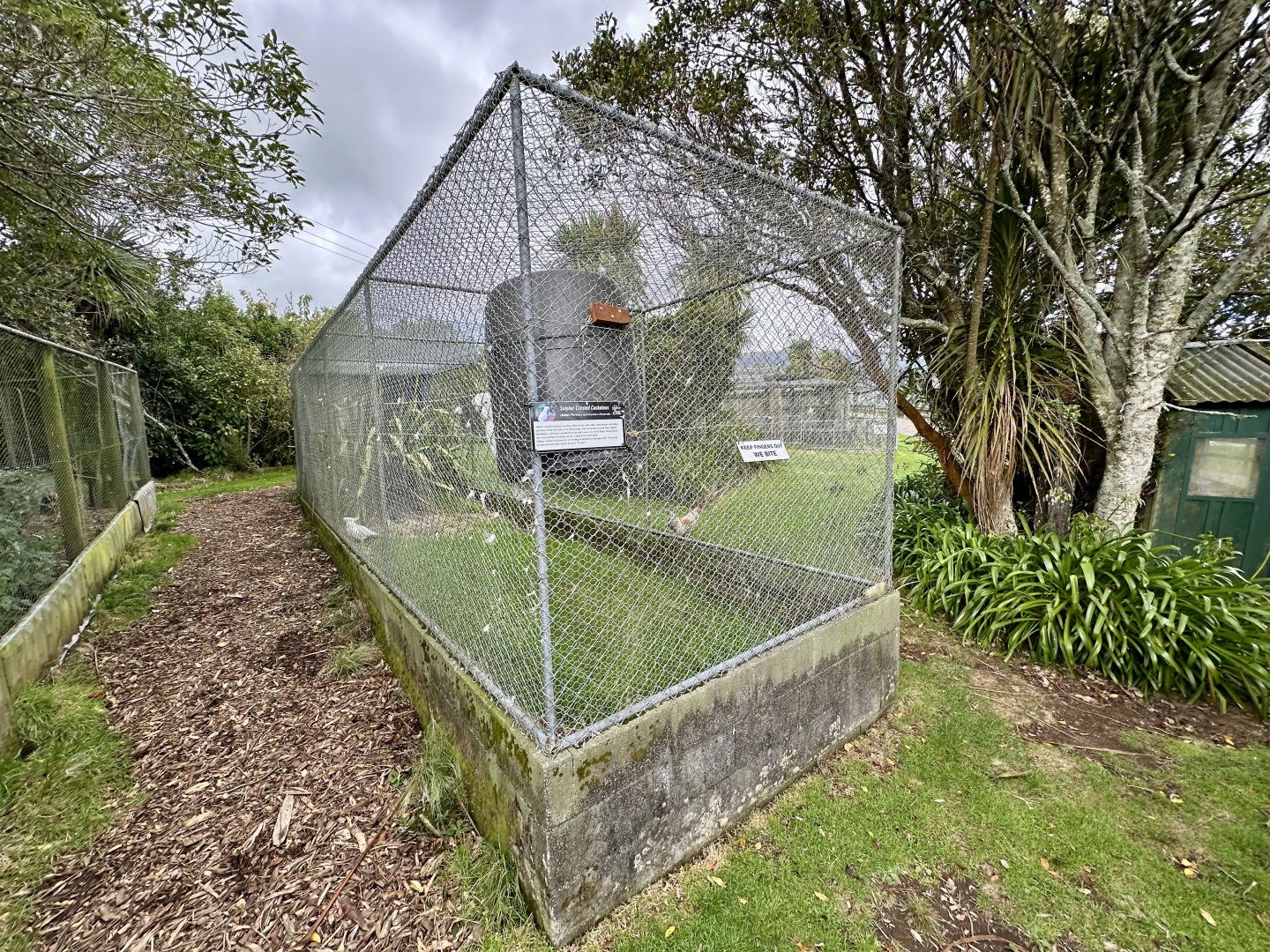Sulfur-crested Cockatoo Aviary