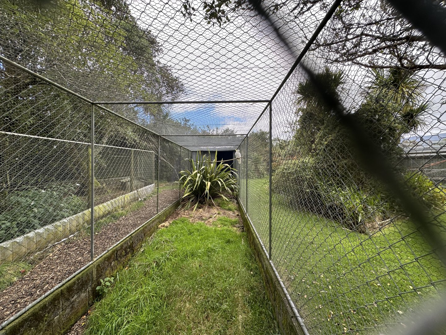 Sulfur-crested Cockatoo Aviary