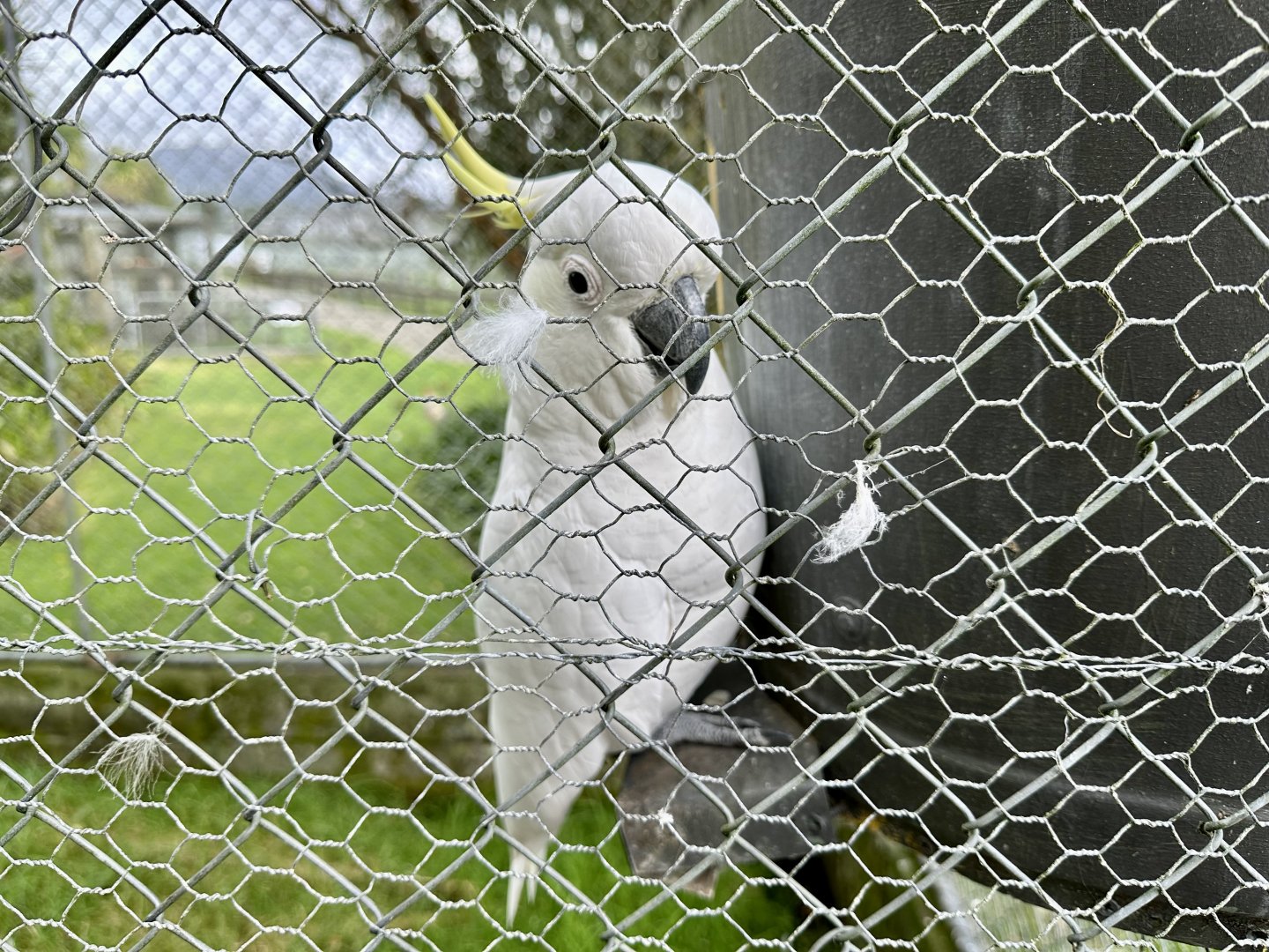 Sulfur-crested cockatoo (Cacatua galerita)
