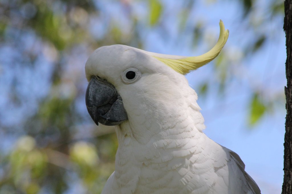 Sulfur-crested Cockatoo - wild