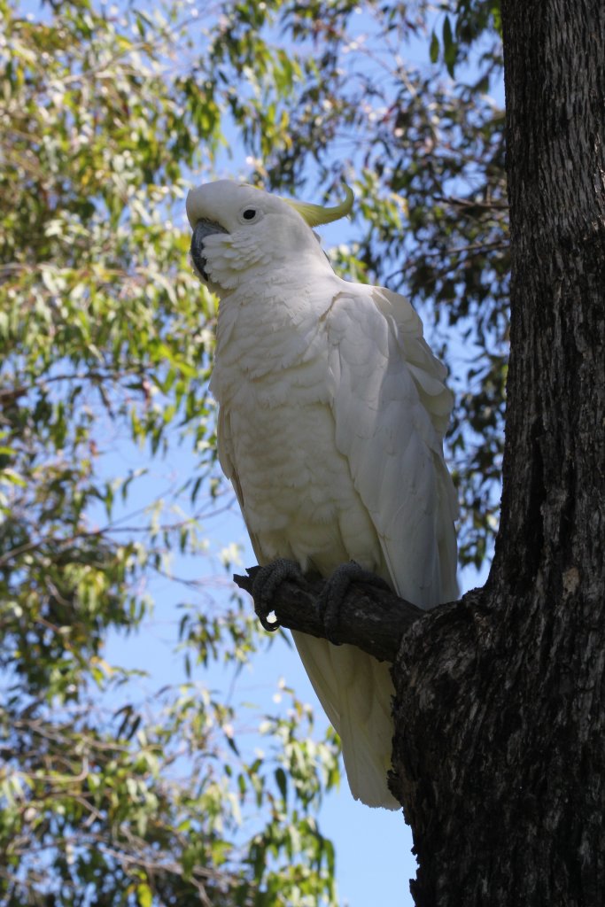 Sulfur-crested Cockatoo - wild