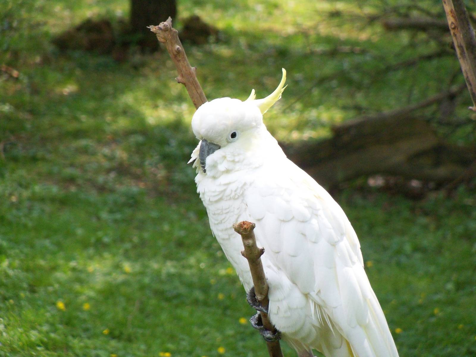 Sulfur-crested Cockatoo