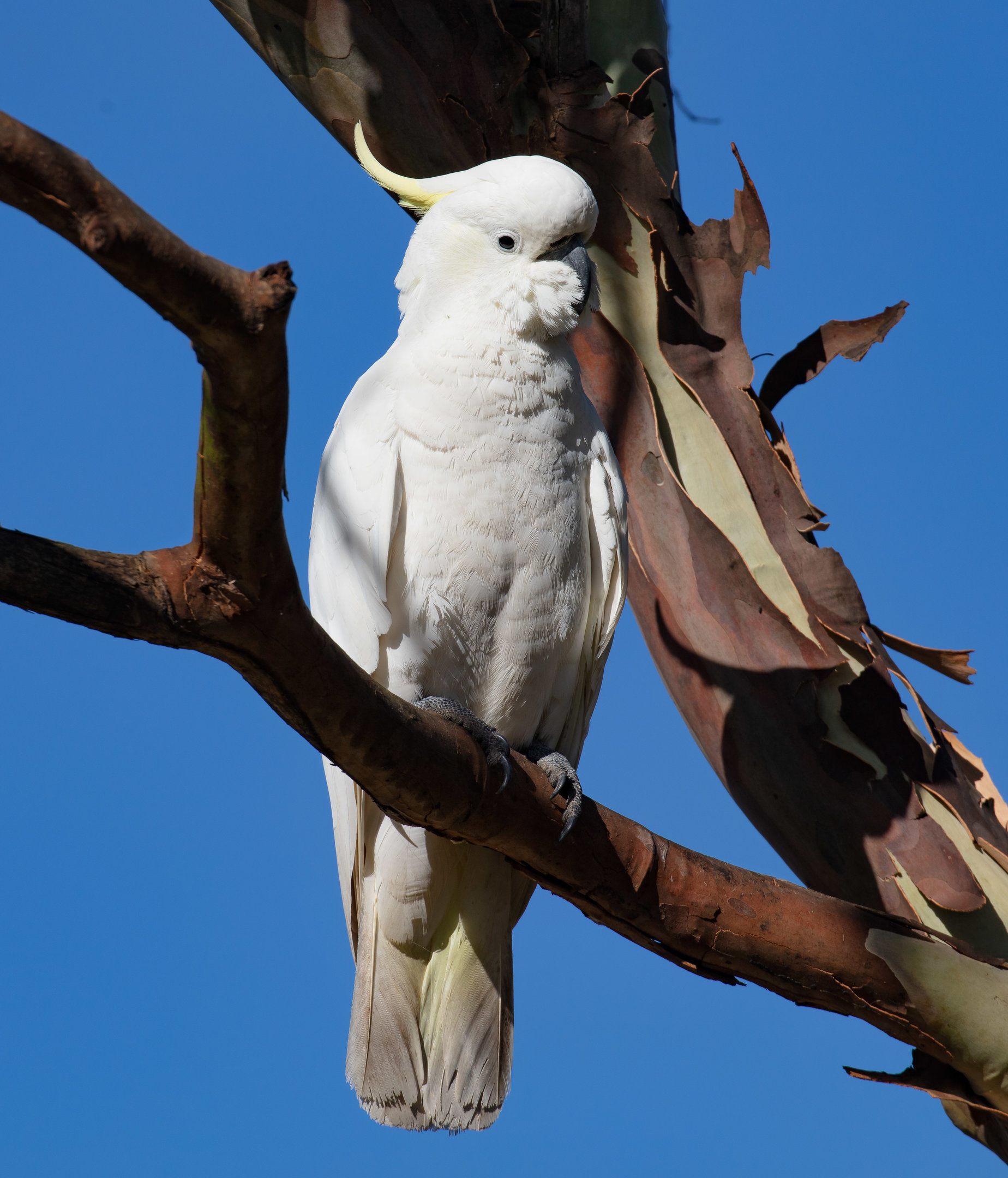 Sulfur-crested Cockatoo