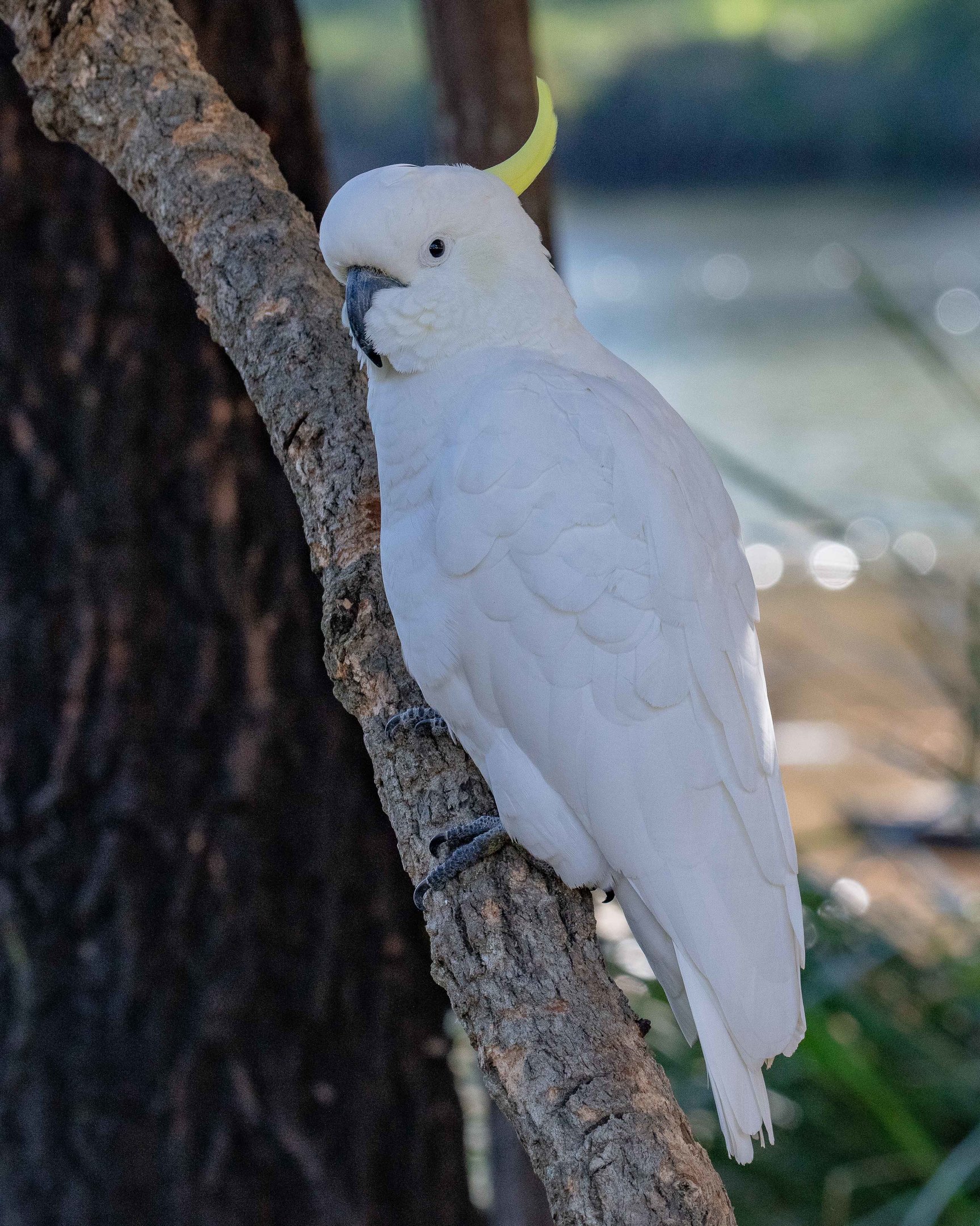Sulfur-crested Cockatoo