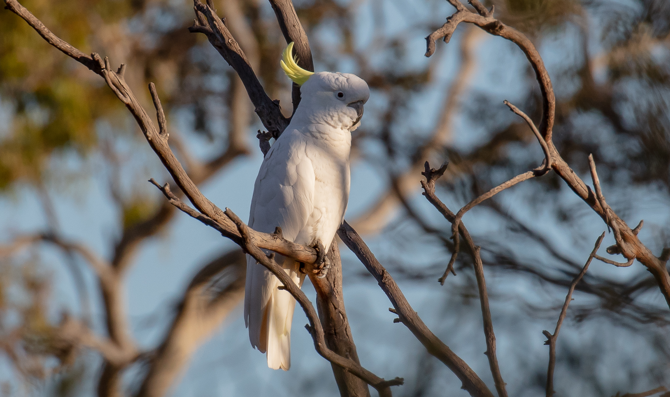 Sulfur-crested Cockatoo