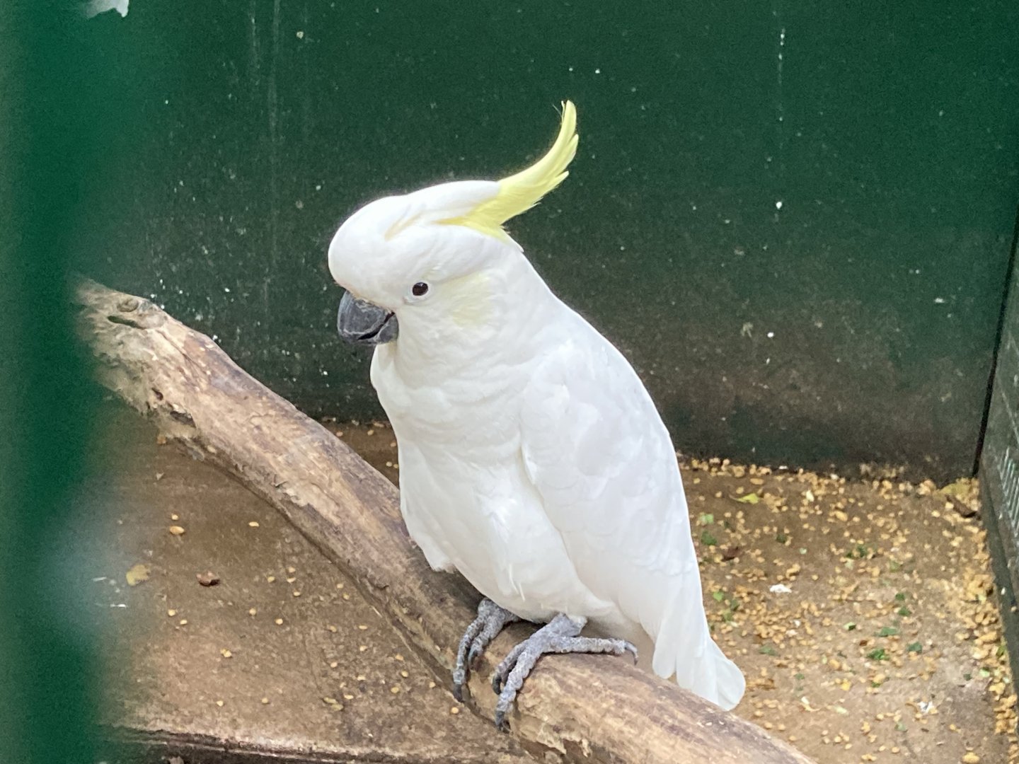 Sulfur Crested Cockatoo