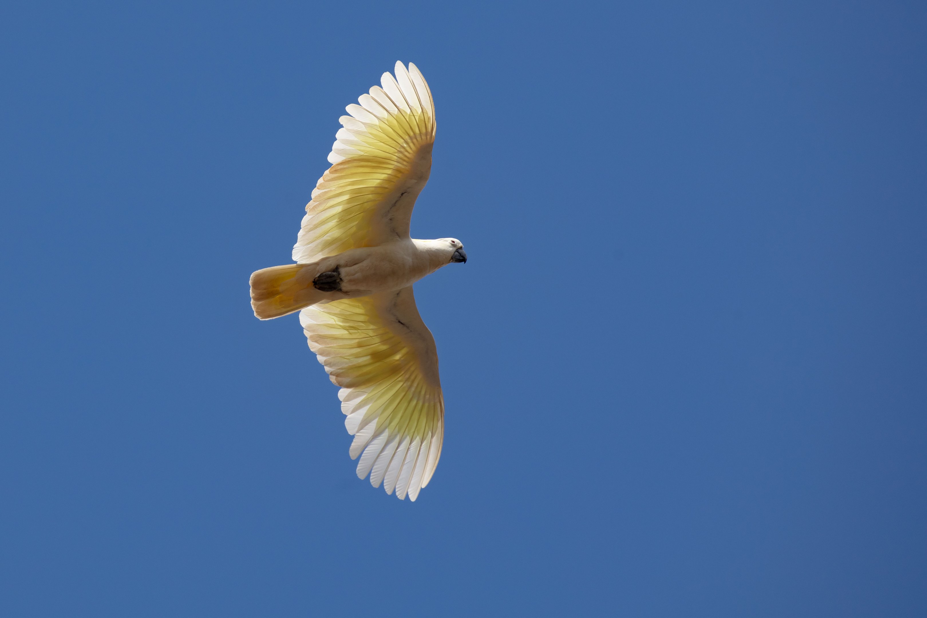 Sulfur-crested Cockatoo