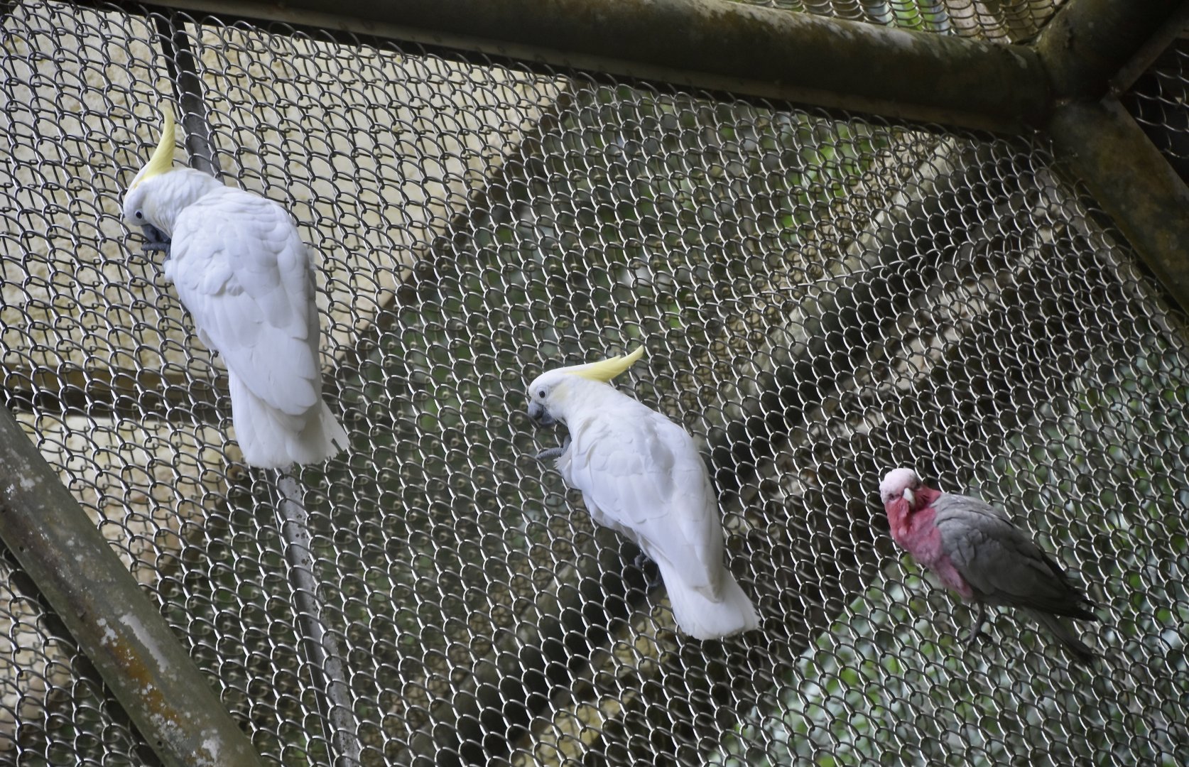 Sulfur-Crested Cockatoos (Cacatua galerita) and Galah (Eolophus roseicapilla) lined up