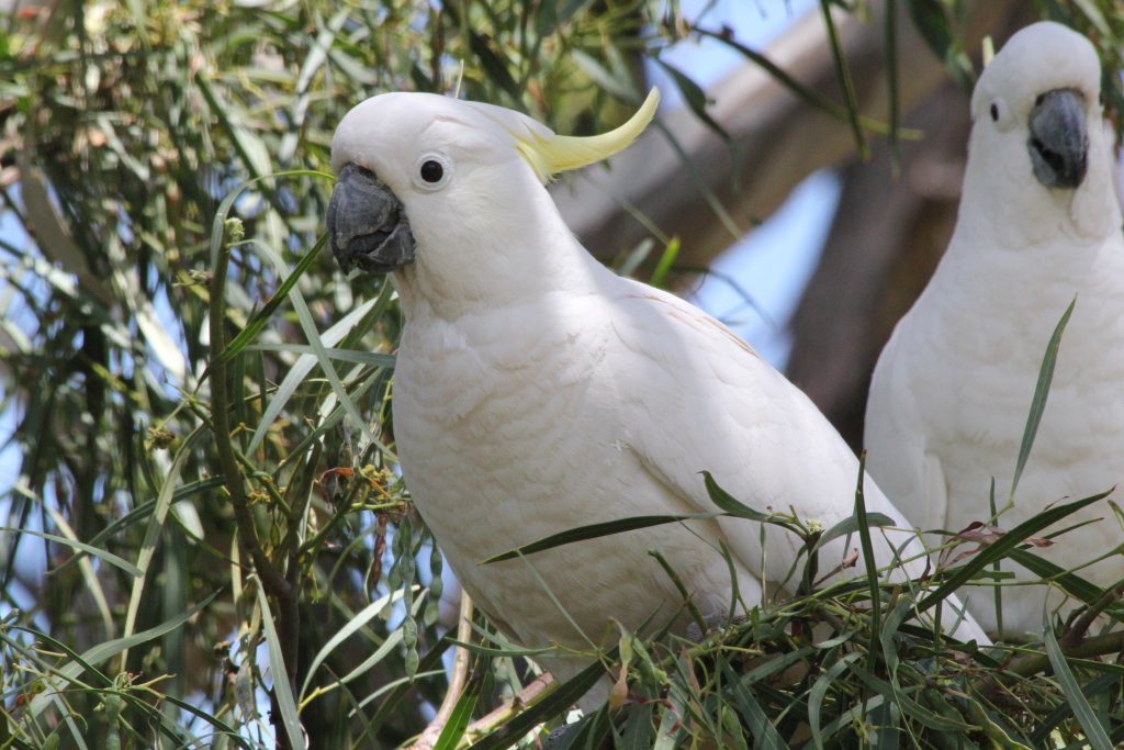 Sulfur-crested Cockatoos - wild