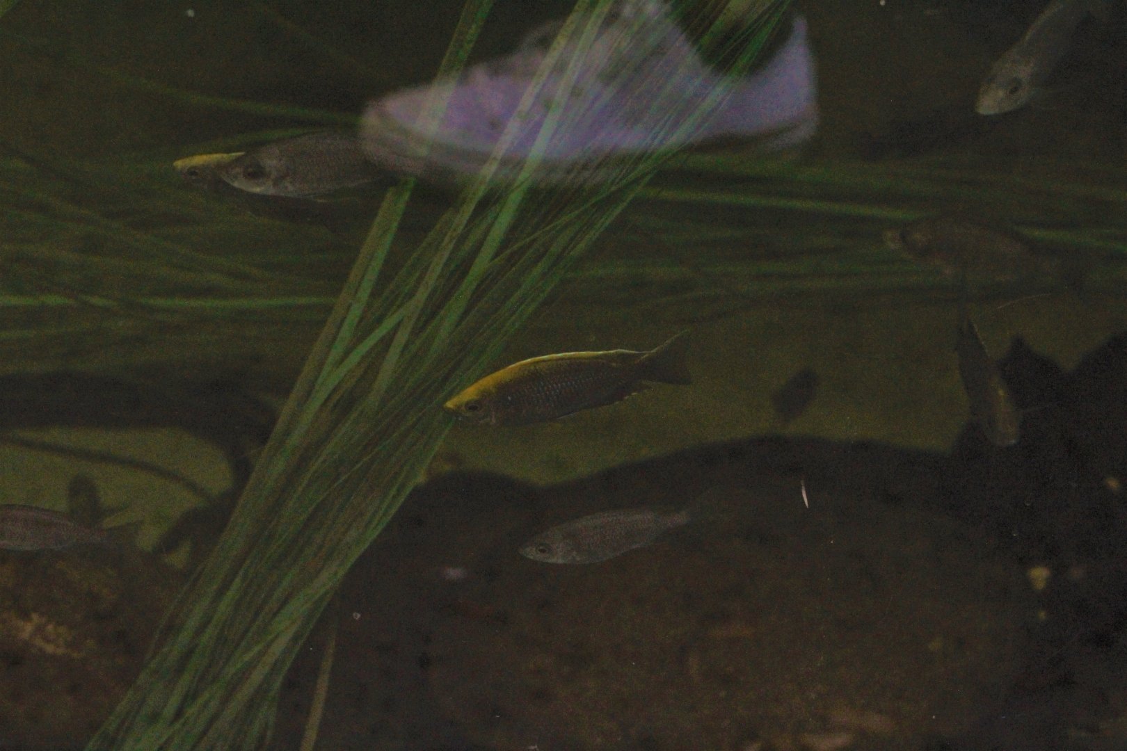 Sulfur-Head Peacock Cichlid