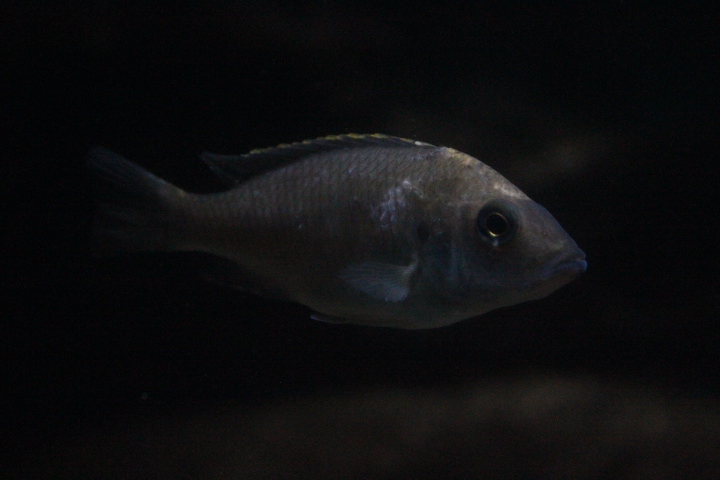 Sulfurhead aulonocara (Aulonocara maylandi)