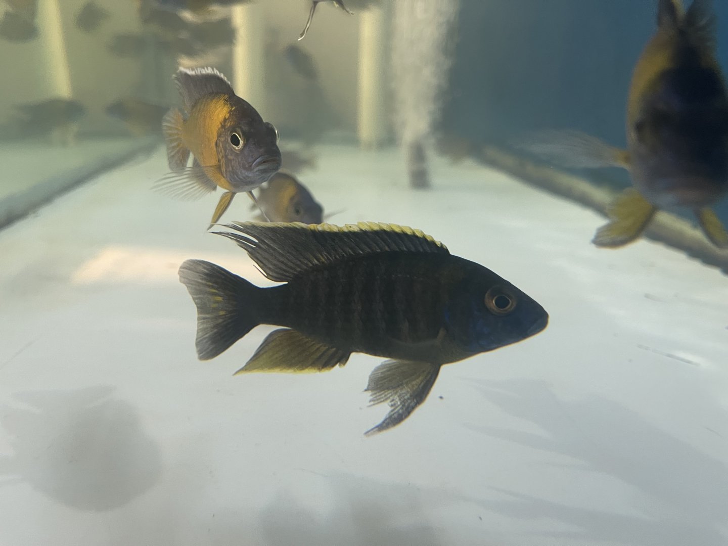 sulfurhead aulonocara (aulonocara maylandi)