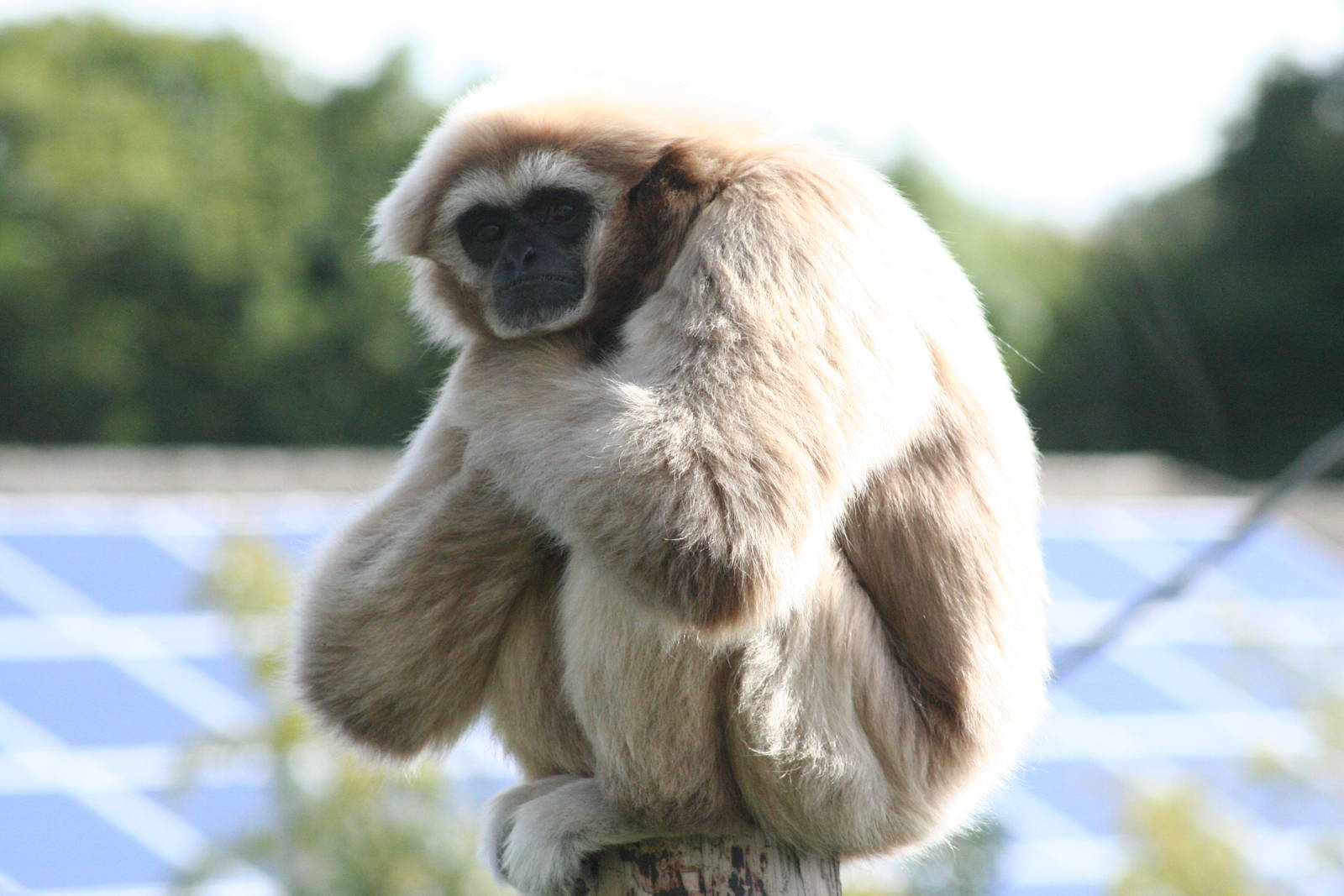 sulky Gibbon @ Chester; 15.09.2015
