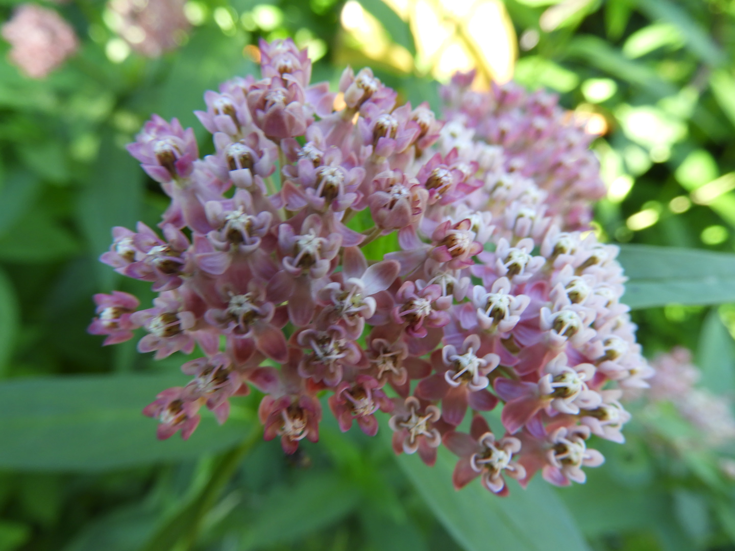Sullivant's Milkweed (Asclepias sullivantii)