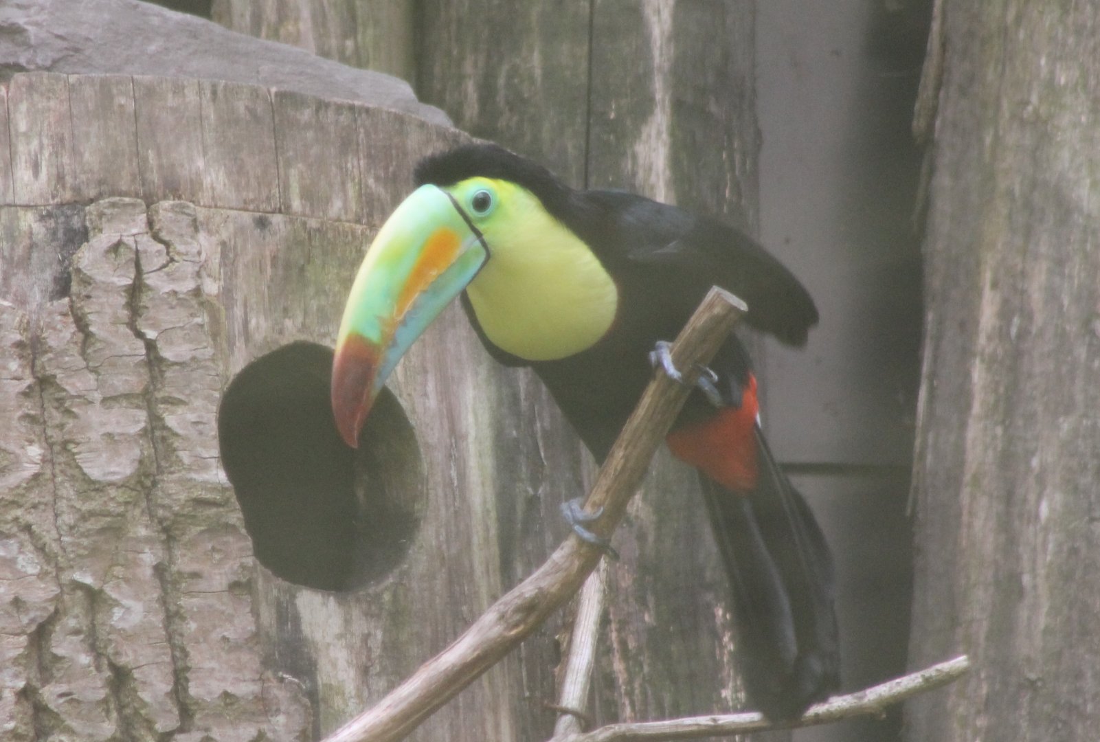 Sulpher-breasted toucan