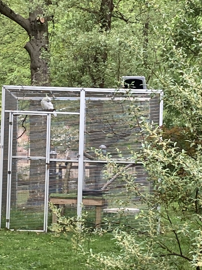 Sulpher Crested Cockatoo Exhibit