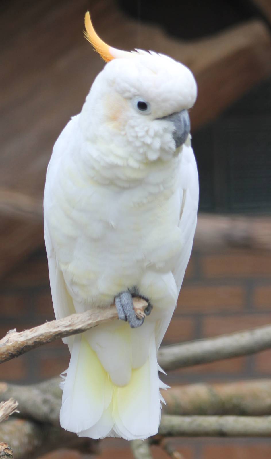 Sulpher-crested cockatoo