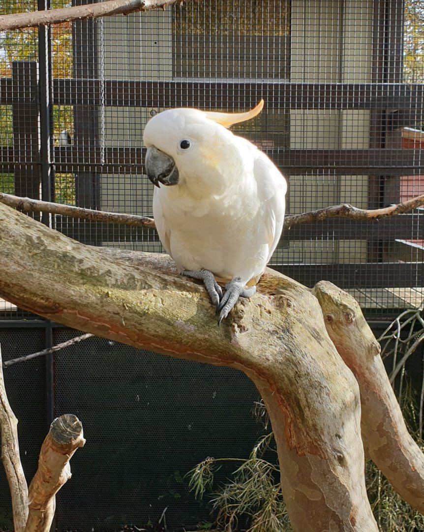 Sulpher-crested cockatoo