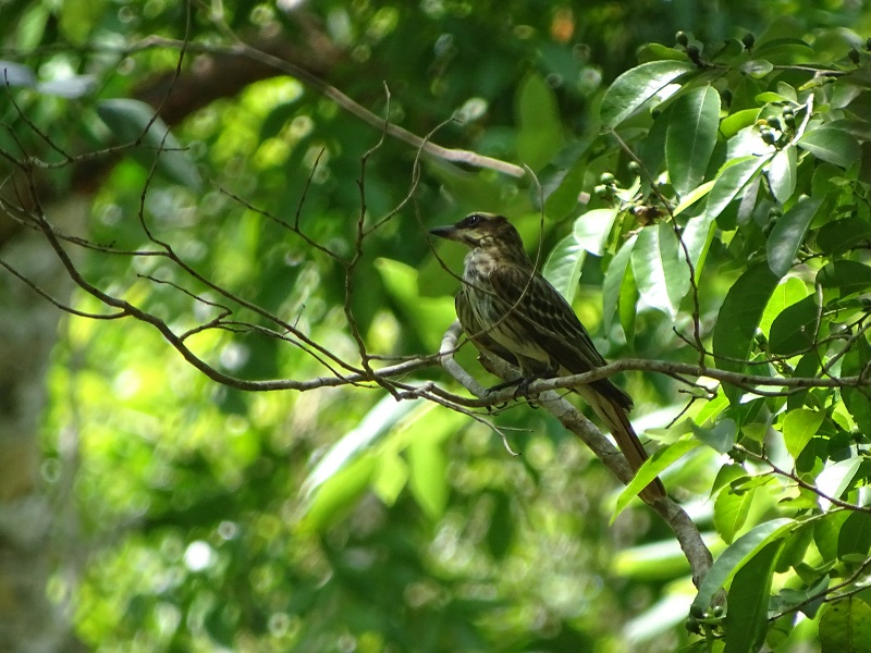 Sulphur-bellied flycatcher (Myiodynastes luteiventris)