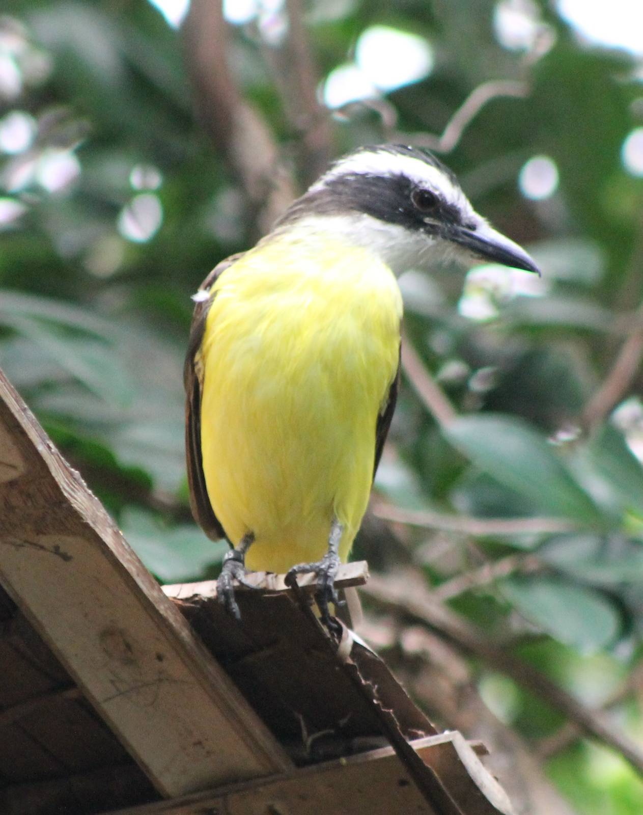 Sulphur-breasted tyran