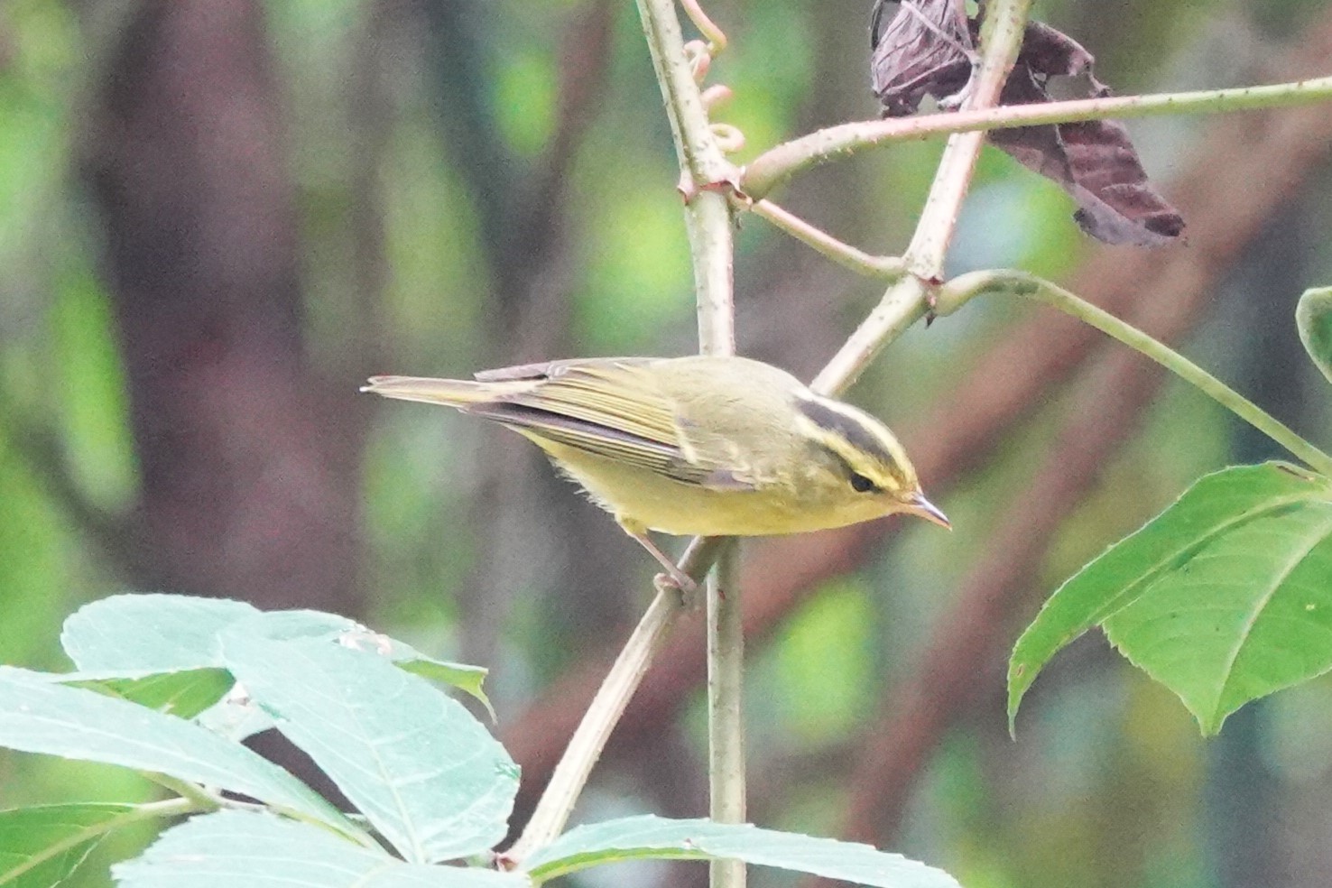 Sulphur-breasted Warbler