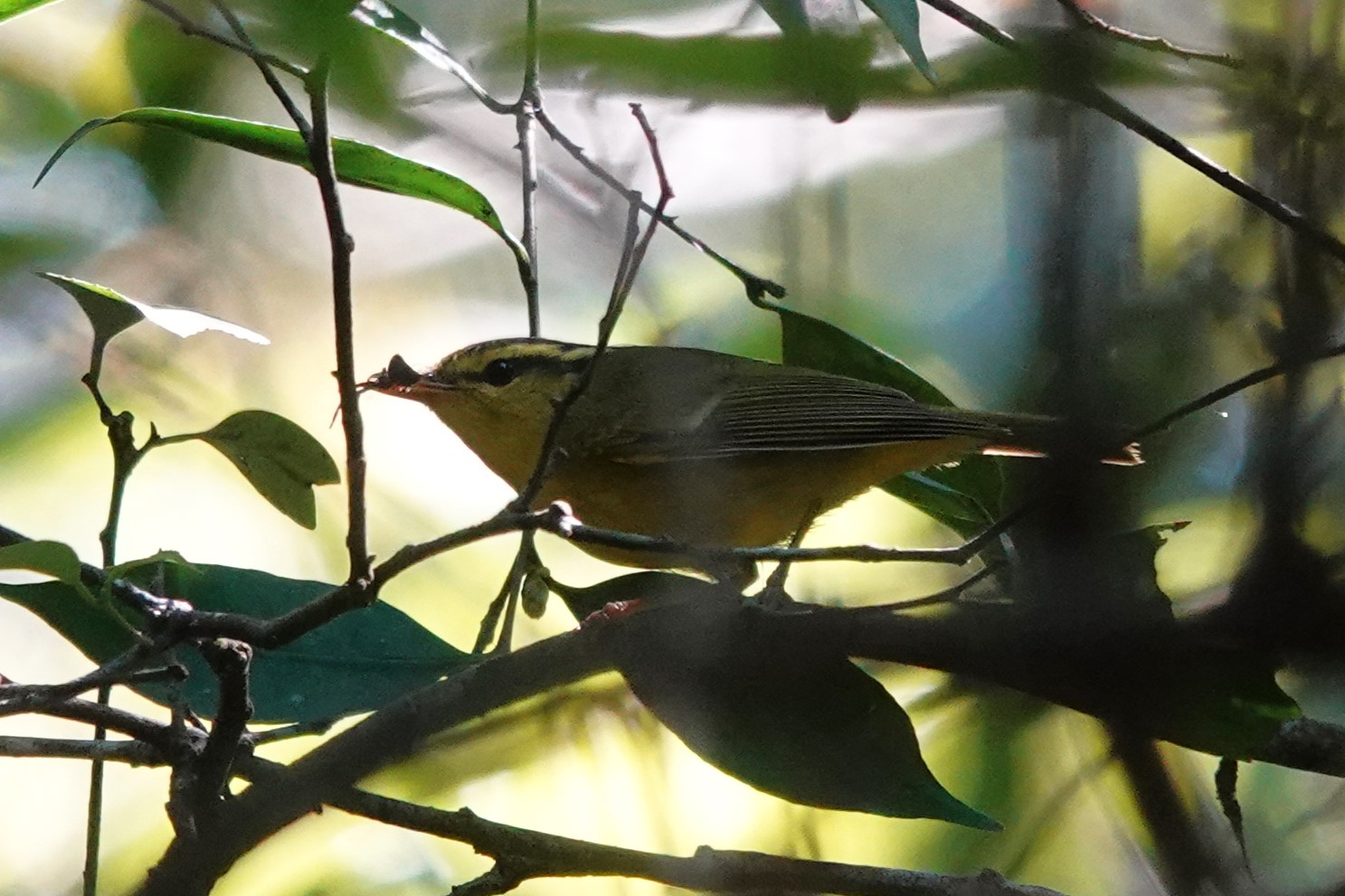 Sulphur-breasted Warbler