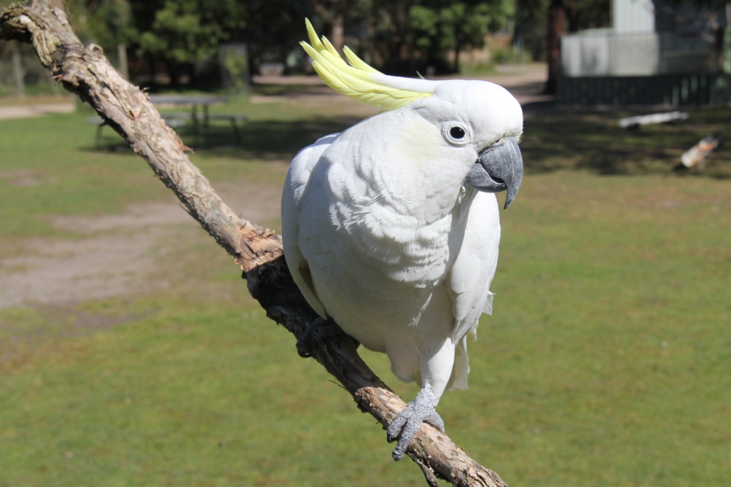 Sulphur-crested Cockatoo at Moonlit Sanctuary