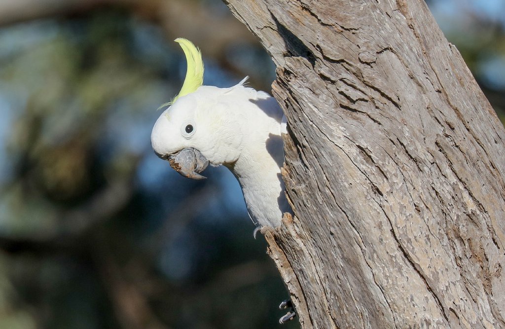 Sulphur-crested Cockatoo at nest hollow