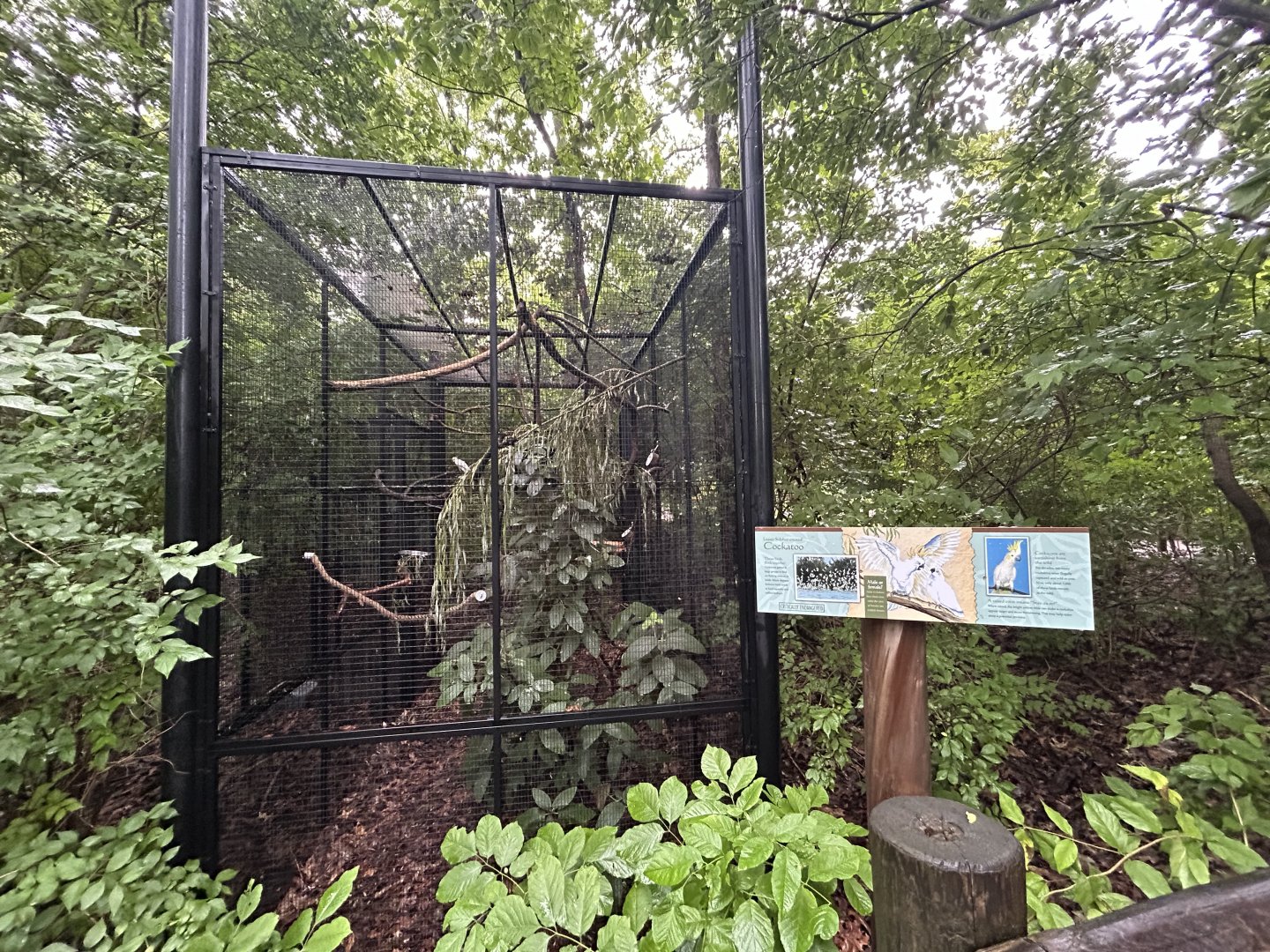 Sulphur-crested Cockatoo Aviary - Asian Trek