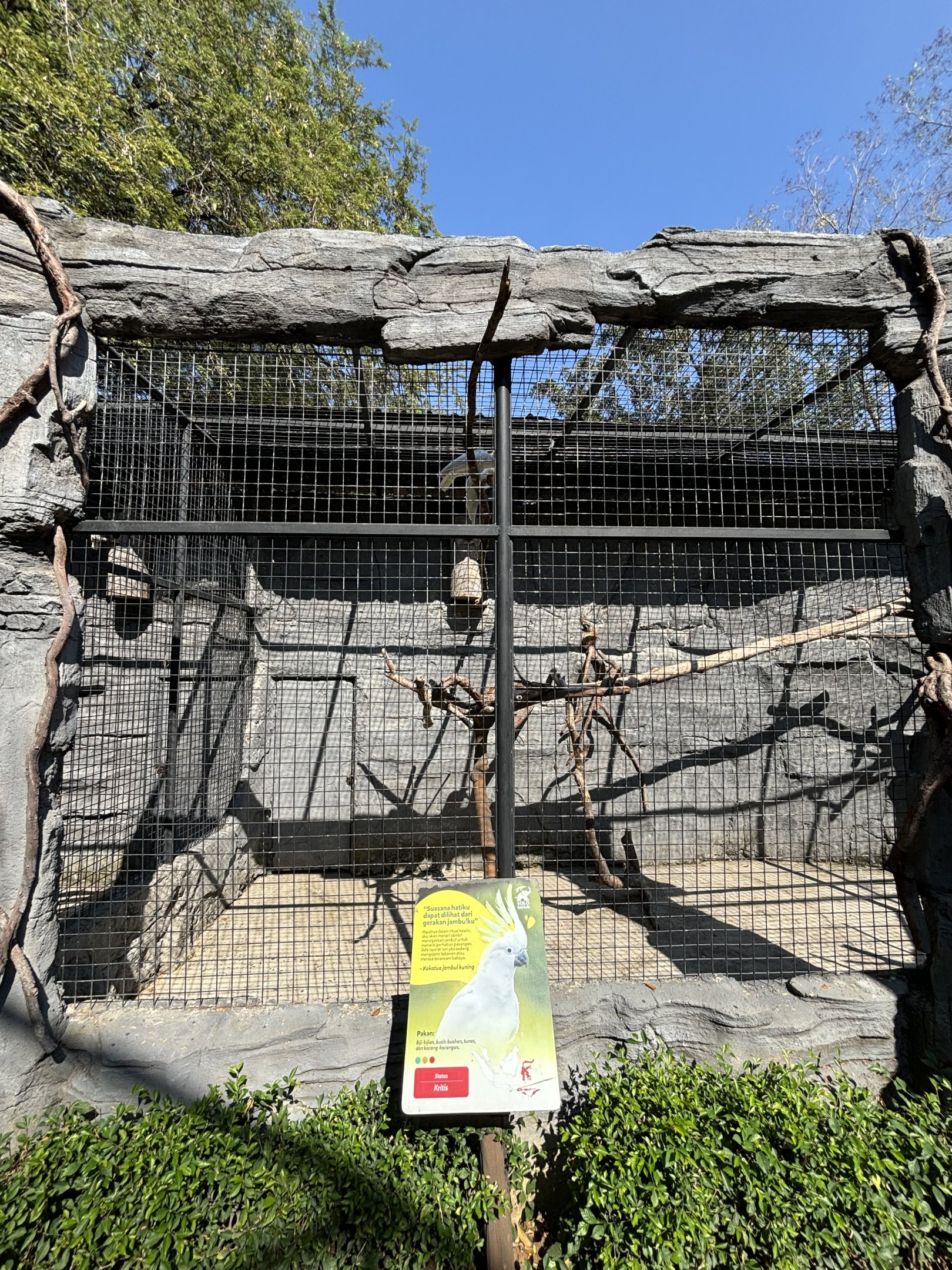 Sulphur-crested Cockatoo Aviary - Solo Safari