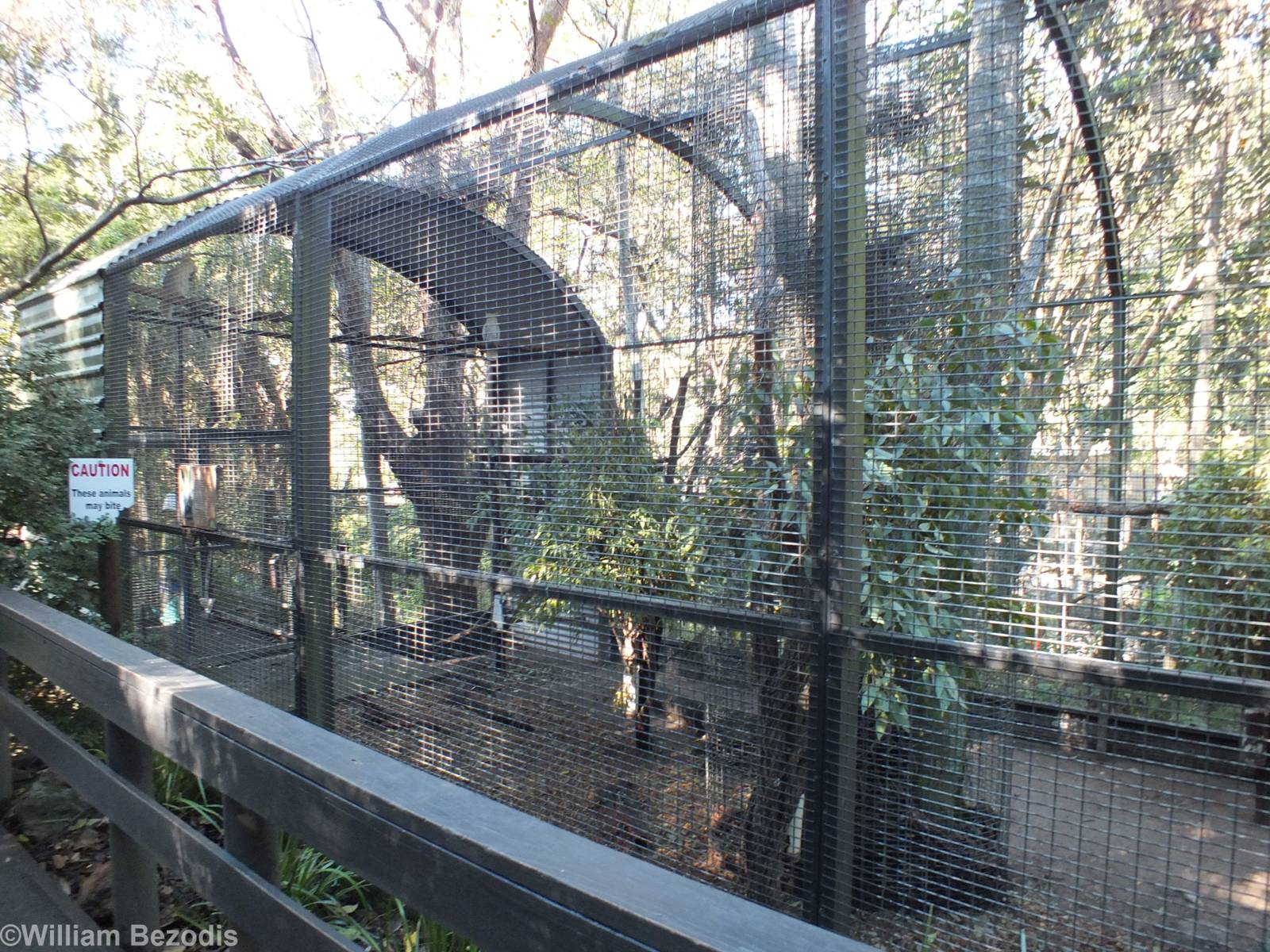 Sulphur-crested Cockatoo Aviary