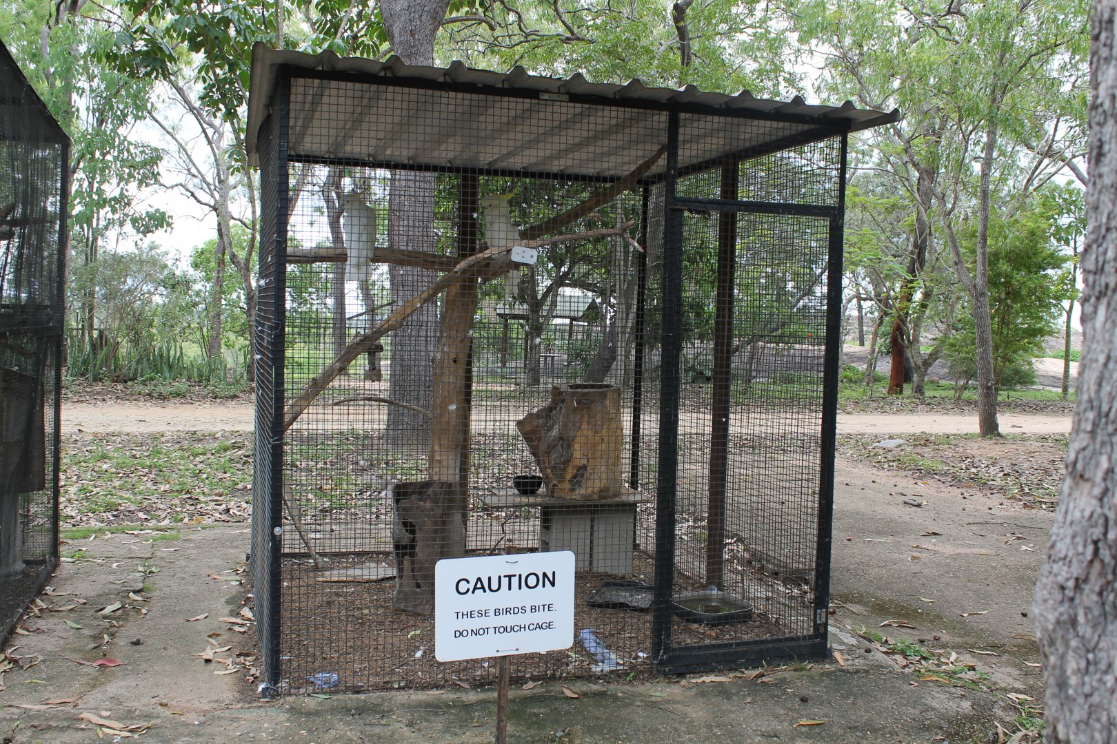 Sulphur-crested Cockatoo aviary