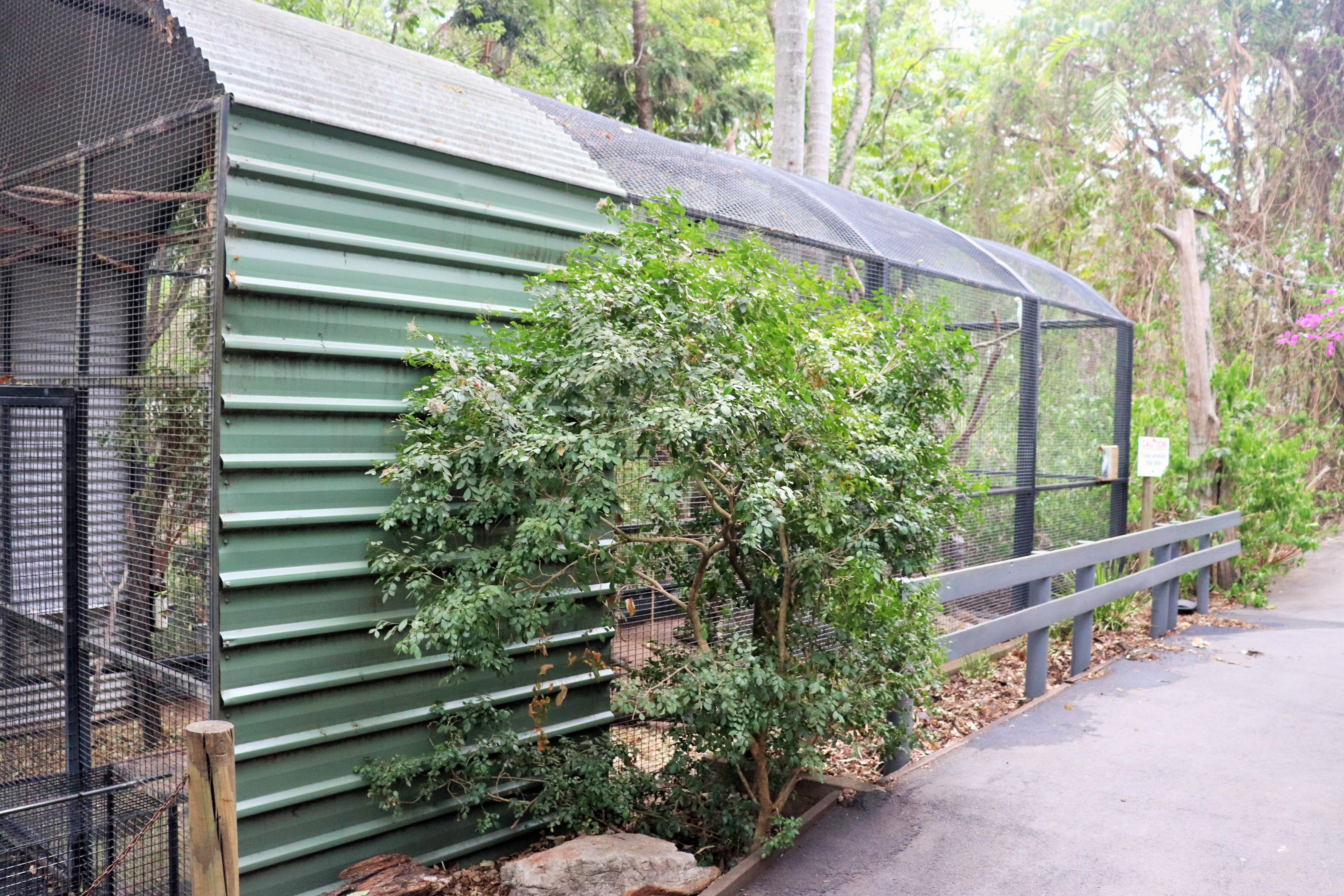 Sulphur-crested Cockatoo Aviary