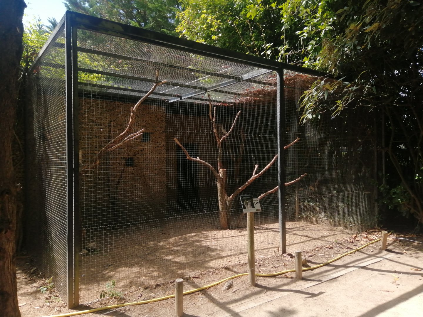 Sulphur-crested Cockatoo Aviary