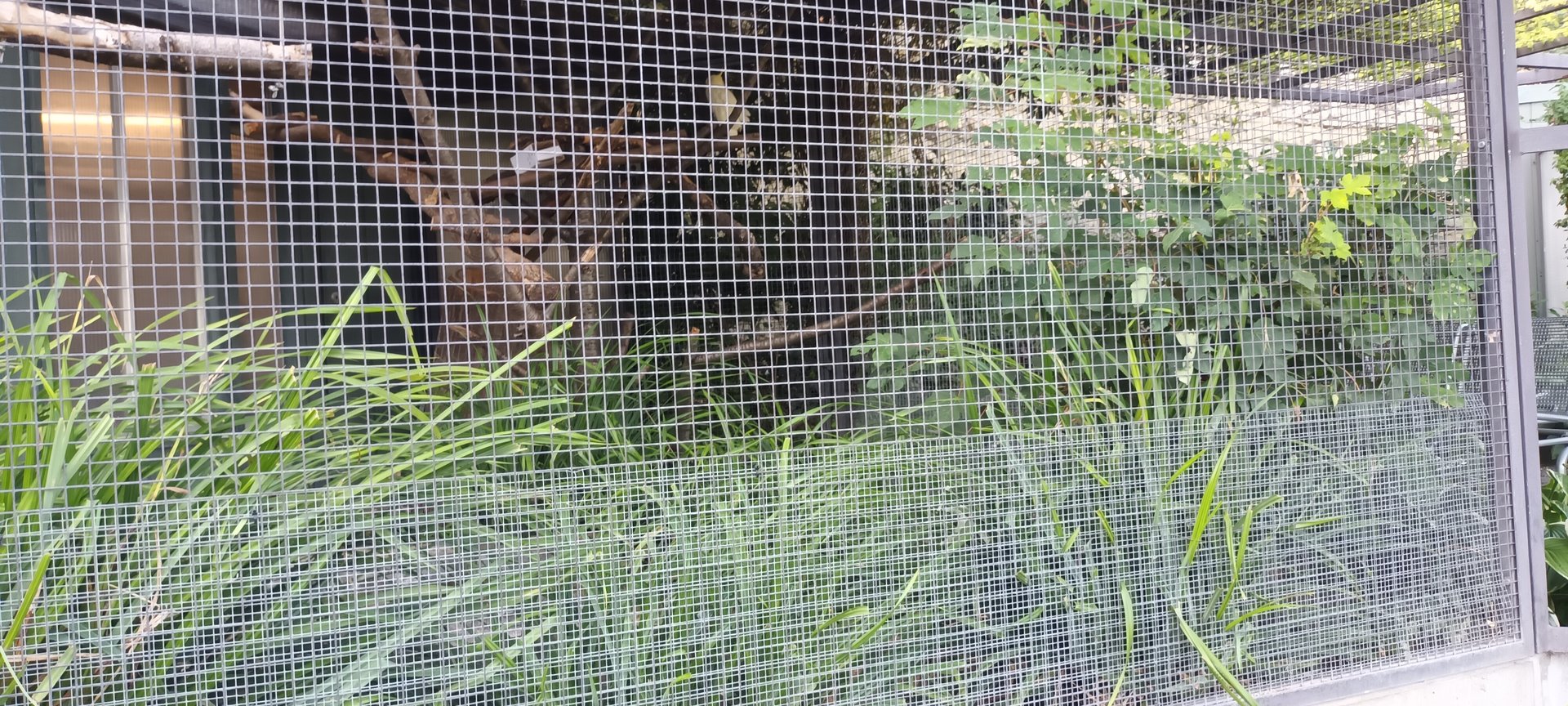 Sulphur crested Cockatoo Aviary