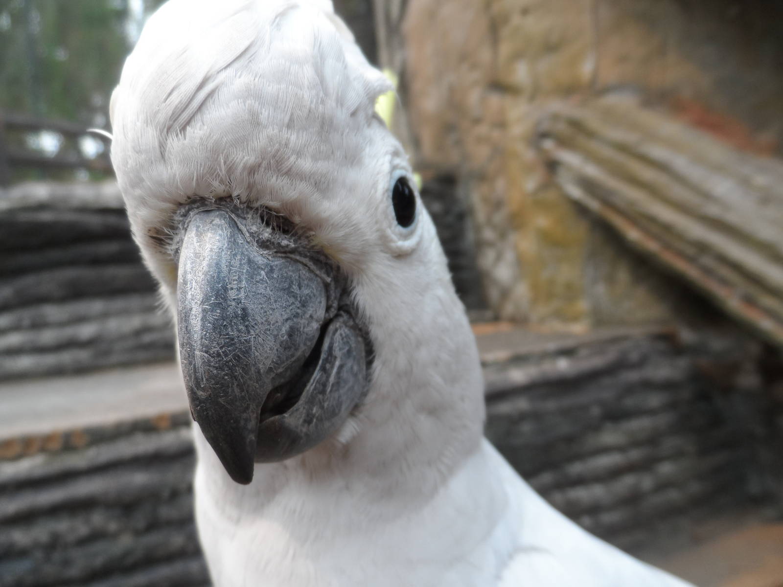 Sulphur-crested Cockatoo, Butterfly Walk-through